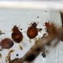 Bedbug infestations rise nationwide, raising concerns for travelers and families