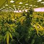 As Virginia governor considers marijuana legislation, when would the marketplace open?
