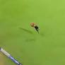 Catch of IPL 2025? Kamindu Mendis pulls off stunner to dismiss impressive Dewald Brevis - Watch