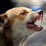 Assam: Man Dies After Getting Attacked By Stray Dog In Jorhat