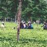 About 16 tea gardens closed in North Bengal: TCBSU to meet Labour Min