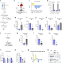 Tryptophan fuels MYC-dependent liver tumorigenesis through indole 3-pyruvate synthesis