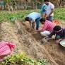 Bumper yield of Kurfi Potatoes brings joy to Kalyanpur farmers