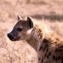 Viral hyena incident reveals Nepal’s growing online information disorder