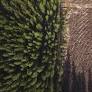 Directly or indirectly, we all depend on forests