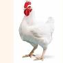 Broiler price reaches record high at Tk 290