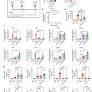 Neutrophils and galectin-3 defend mice from lethal bacterial infection and humans from acute respiratory failure
