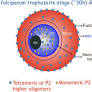 Non-ribosomal insights into ribosomal P2 protein in Plasmodium falciparum -infected erythrocytes