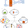 Modeling COVID-19 transmission between age groups in the United States considering virus mutations, vaccinations, and reinfection | Scientific Reports