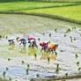 MALDA: Farmers take to premium rice cultivation amid rising demand