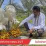 Dates from desert farmed in hills