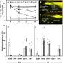 Dmy initiates masculinity by altering Gsdf Sox9a2 Rspo1 expression in medaka ( Oryzias latipes