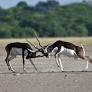 The Bishnoi, blackbuck and chinkara: What exactly were Guru Jambheshwar’s principles regarding Thar wildlife?