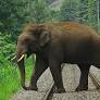 Watch: Train driver’s alertness saves elephants crossing tracks
