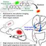 Rationally Designed Two-Photon Ratiometric Elastase Probe for Investigating Inflammatory Bowel Disease