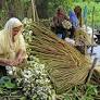 Shapla flower sheds ‘poor man’s vegetable’ tag amid rising seasonal demand in Faridpur