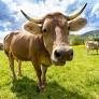 Researcher uncovers evidence of earliest known dairy production in India