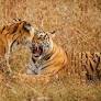 Tribal Tiger Widows Of Sunderbans A Forlorn Lot Even In Poll Season