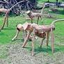 Artwork for natural museum gives life to dead Victoria trees in Kolkata
