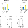 Impaired humoral and T cell response to vaccination against SARS-CoV-2 in chronic myeloproliferative neoplasm patients treated with ruxolitinib