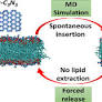 Computational Assessment of the Biocompatibility of Two-Dimensional g-C3N3 Toward Lipid Membranes