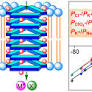 Supramolecular Barrel-Rosette Ion Channel Based on 3,5-Diaminobenzoic Acid for Cation-Anion Symport
