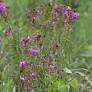 New species Osbeckia zubeengargiana discovered in Assam, named after Zubeen Garg
