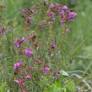 New Plant Species Discovered in Manas Named After Zubeen Garg