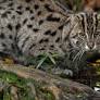 Counting India’s Elusive Fishing Cats