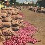 State identifies lands for onion cultivation in six districts