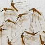 IIT Kharagpur faculty develops smartphone app for Malaria diagnosis