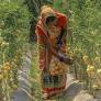 Tomato price plunges as imports from India soar