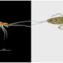 After 45 Years, ZSI Scientists Discover Two New Collembola Species In West Bengal