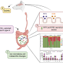 Prebiotics pectin and resistant starch-type 4 stimulate peptide YY and cholecystokinin to promote satiety, and improve gut microbiota composition