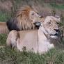 Can a ‘Muslim’ lion, ‘Hindu’ lioness live together? An Indian zoo dilemma