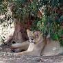 2 lions in India named after Hindu deity and Muslim emperor spark court petition