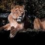 Caged by faith: Muslim lion, Hindu lioness can't live together in zoo until Indian court says so