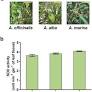 Comprehensive characterization and molecular insights into the salt tolerance of a Cu, Zn-superoxide dismutase from an Indian Mangrove, Avicennia marina