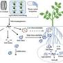 Occurrence and distribution of micro/nanoplastics in soils and their phytotoxic effects: A review