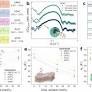 Cholesterol modulates membrane elasticity via unified biophysical laws