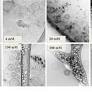 Ion-Mediated Structural Discontinuities in Phospholipid Vesicles
