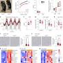 N -acetylaspartate from fat cells regulates postprandial body temperature