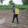 Why multiple committees for reviewing pesticide ban, SC asks government