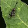 See some weird bugs? How to tell the difference between ensign wasps and mud daubers