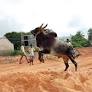 Tamil Nadu: Owning jallikattu bull a symbol of pride