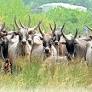 Jallikattu: Over the hump and back to the roots