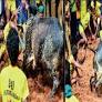 Social media goes berserk over bull that stripped tamer