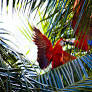 The Terrestrial Island Biodiversity Conundrum