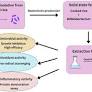 Potential biological active bacteriocin production by Bifidobacterium via eco-friendly, low-cost solid state fermentation principle