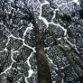Crown Shyness – Trees can shy away too!